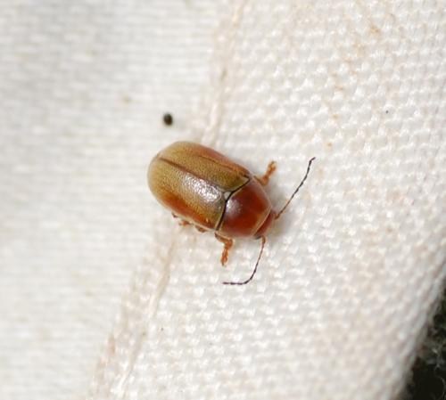 Réf. 190 482 : Cryptocephalus pini